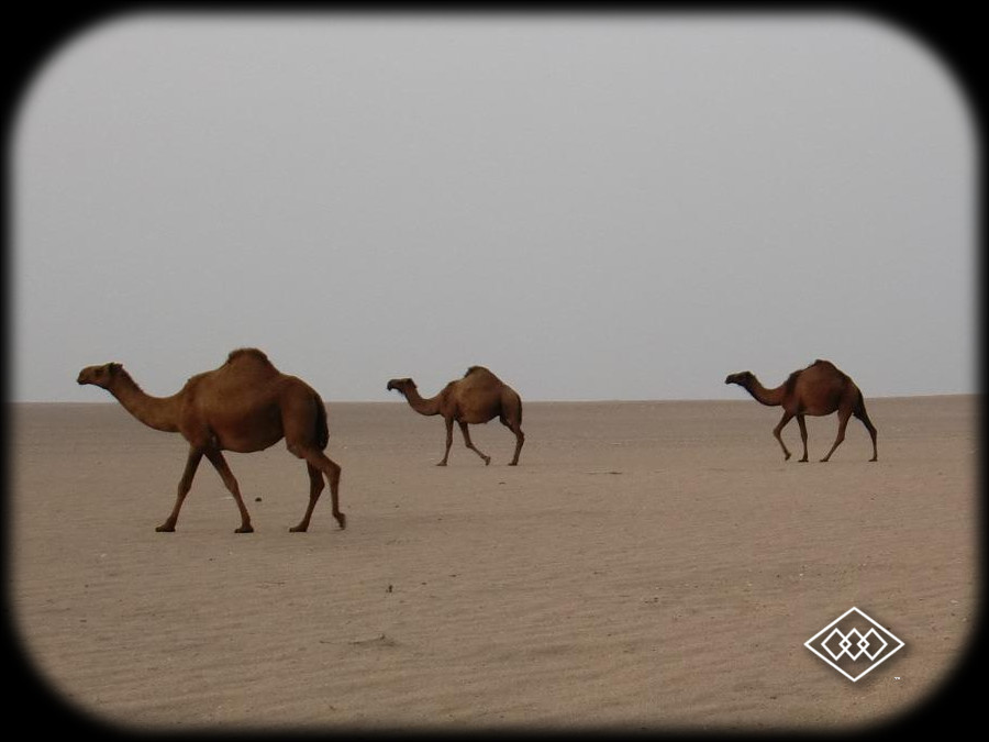 Arabian Nights Scene Camels in the Desert