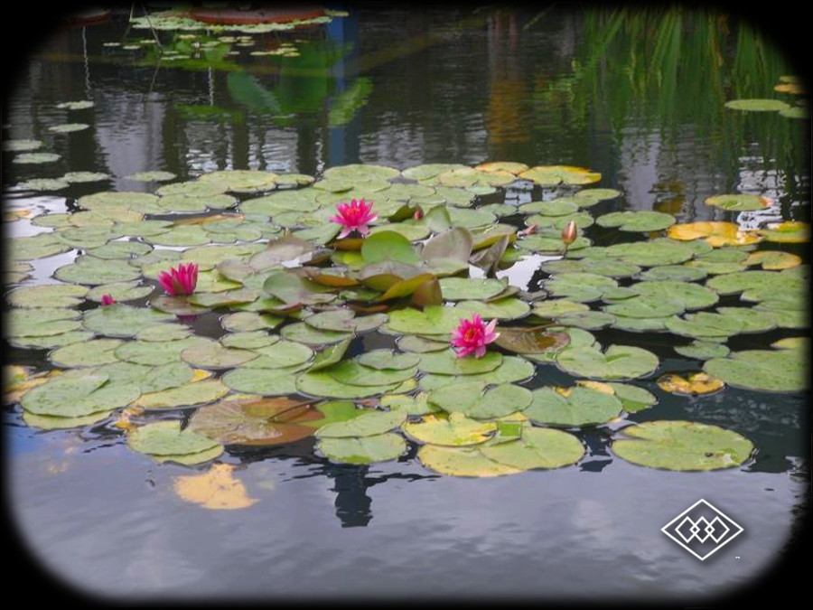 Lilly Pads