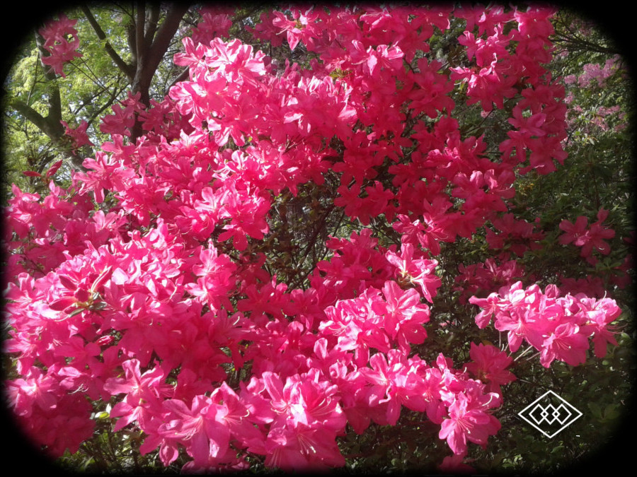 Pink Flowers